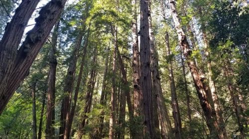Muir Woods, Sausalito en Ferry terug naar Fisherman's Wharf dagtochten