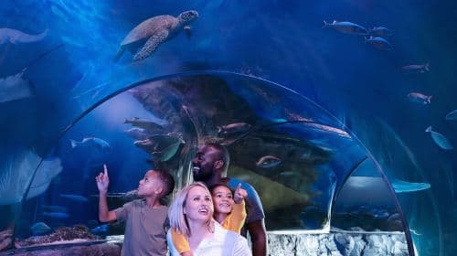 Kansas City: SEA LIFE Kansas City Aquarium – bilet wstępu