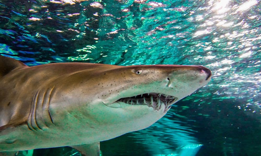 Phillip Island Wildlife and Brighton Beach Boxes Bus Tour