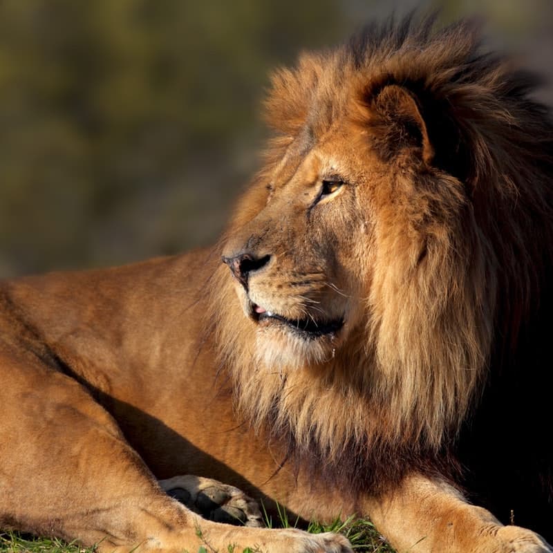 Paris Zoological Park