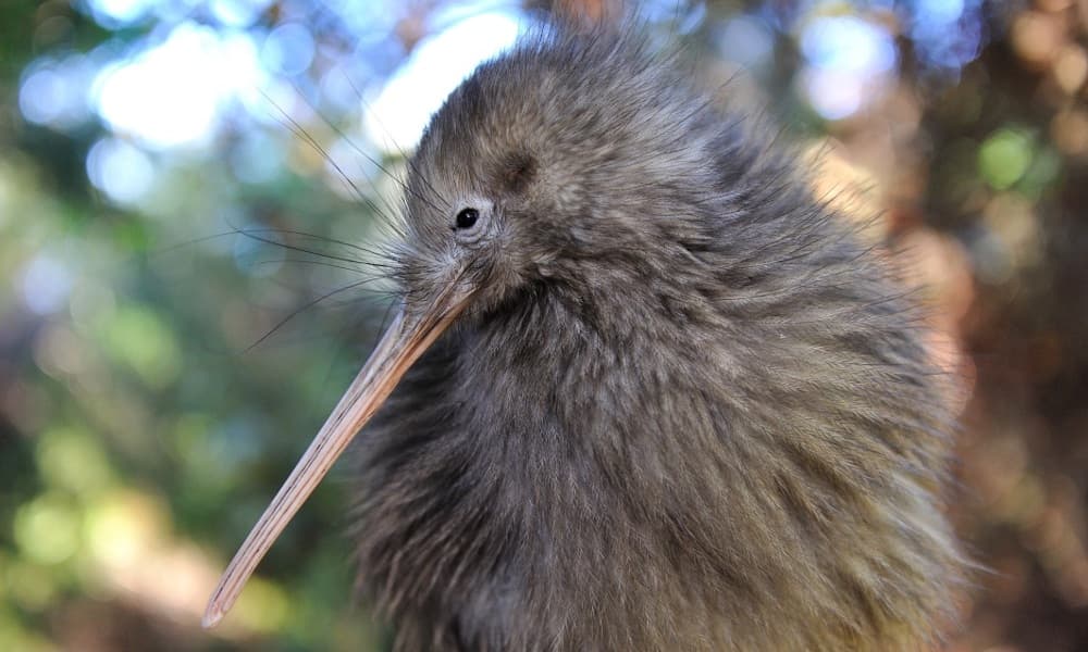 Rotorua Te Puia Guided Tour with Cultural Performance