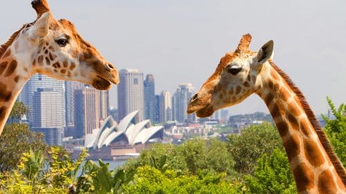 Sydney Harbour Ferry Sightseeing Experience [Fantasea Direct Ferry/Captain Cook 1-day or 2-day Hop-on Hop-off Round-trip Boat Ticket + Optional Taronga Zoo Admission Ticket] Transport Passes