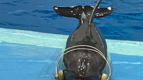 Kagoshima City Aquarium