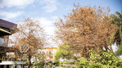 Waterfront Forest Story Zoo Area