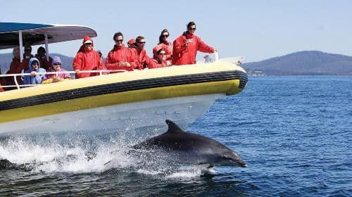 3-hour wilderness cruise on Tasmanian Bruny Island [optional departure from Hobart] Day Tours