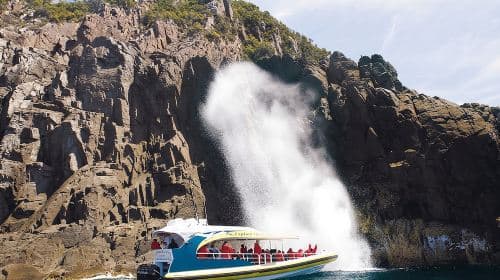 3-Hour Bruny Island Cruise from Adventure Bay, Bruny Island Day Tours