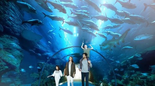 Bilet wstępu do Dubai Aquarium and Underwater Zoo