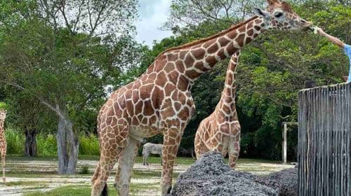Zoo Miami