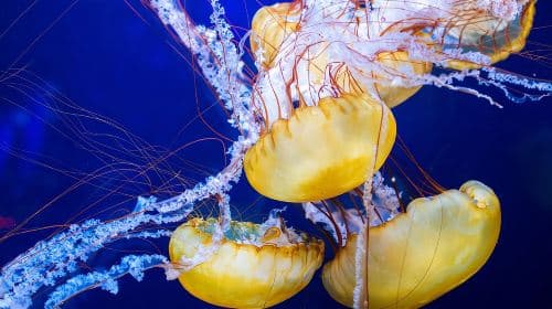 Biglietto d'ingresso generale per l'Aquarium of the Bay