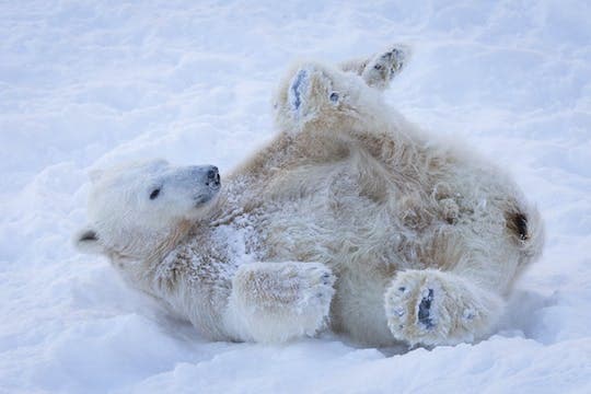 Day-Tour to Ranua Wildlife Park