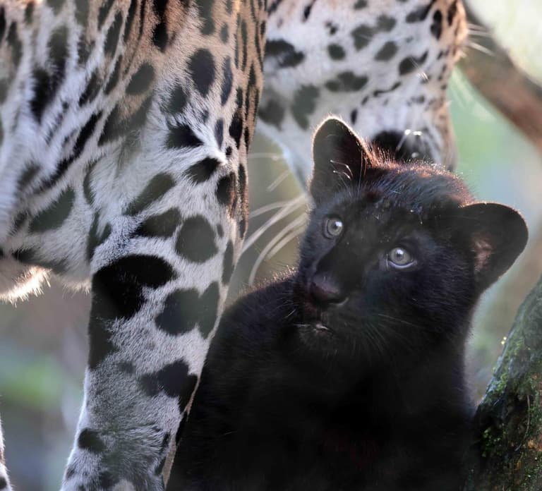 Amsterdam: ARTIS Royal Zoo and ARTIS Groote Museum Ticket