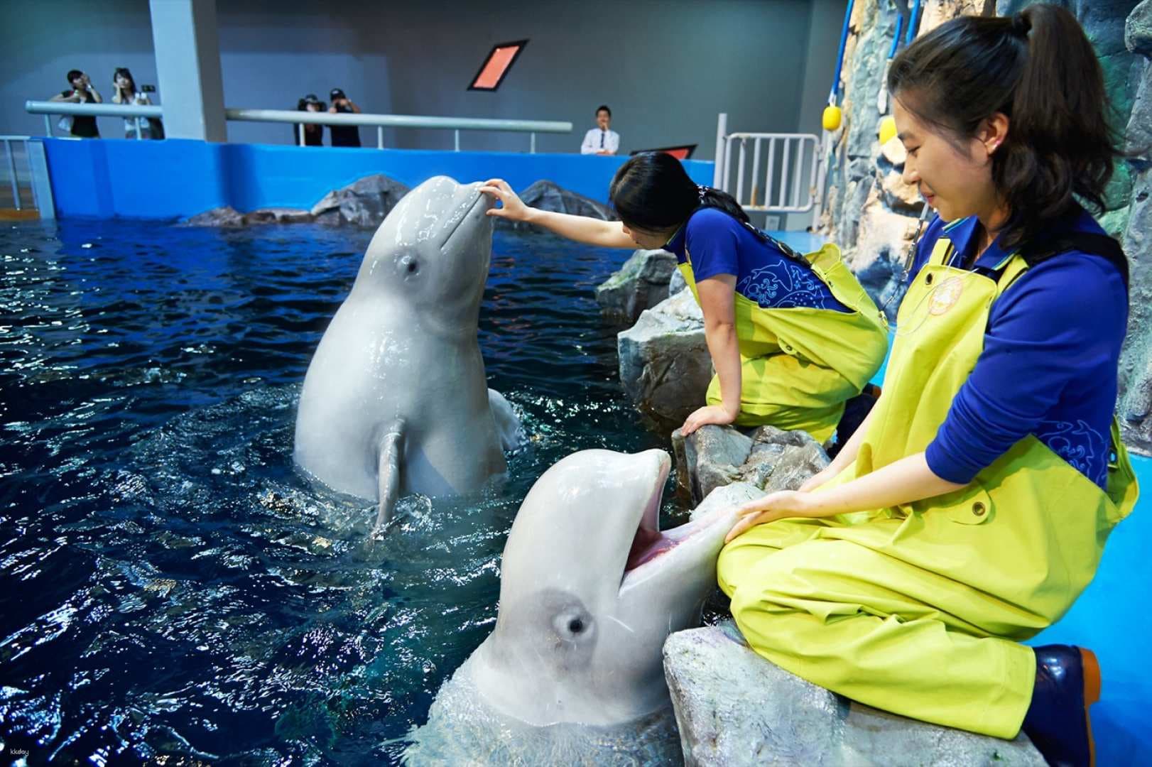 Aqua Planet Discount Ticket + Museum of Color Admission Ticket | Jeonnam Yeosu, South Korea