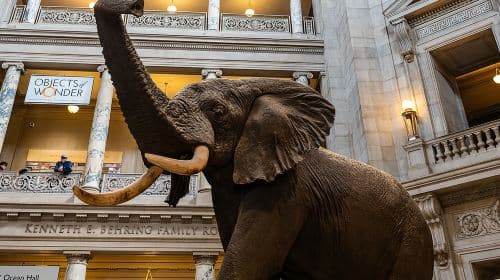 Smithsonian Highlights Walking Tour w/ Reserved Air & Space Entry