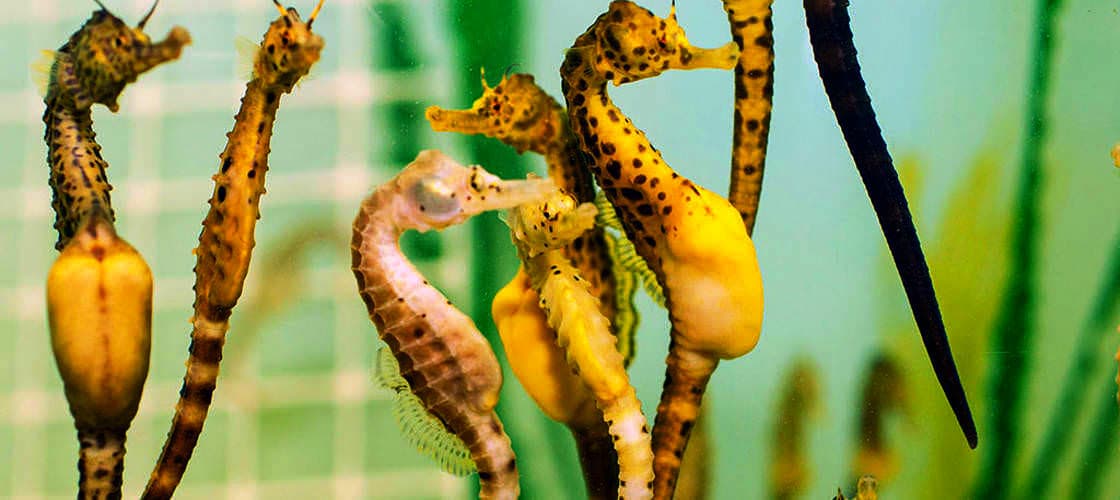 Seahorse World rondleiding