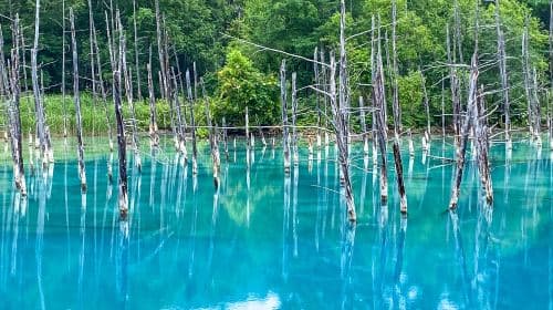 Hokkaido Asahiyama Zoo + Shirogane Blue Pond (Aoiike) + Shirahige Waterfall + Ningle Terrace 1-day tour Day Tours