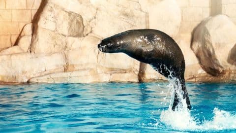 Atlantis Sea Lion Encounter