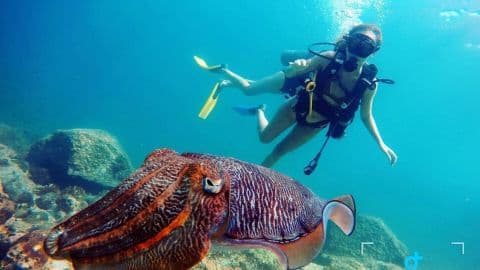 Nemo Diving Center