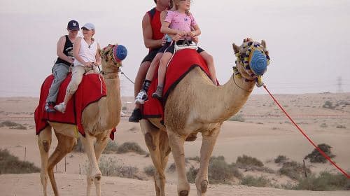 Dubai Desert Safari with BBQ Dinner, Camel Ride, and Shows Day Tours