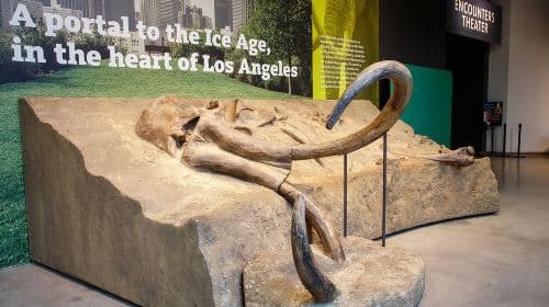 La Brea Tar Pits and Museum Admission Ticket with Excavator Tour Day Tours
