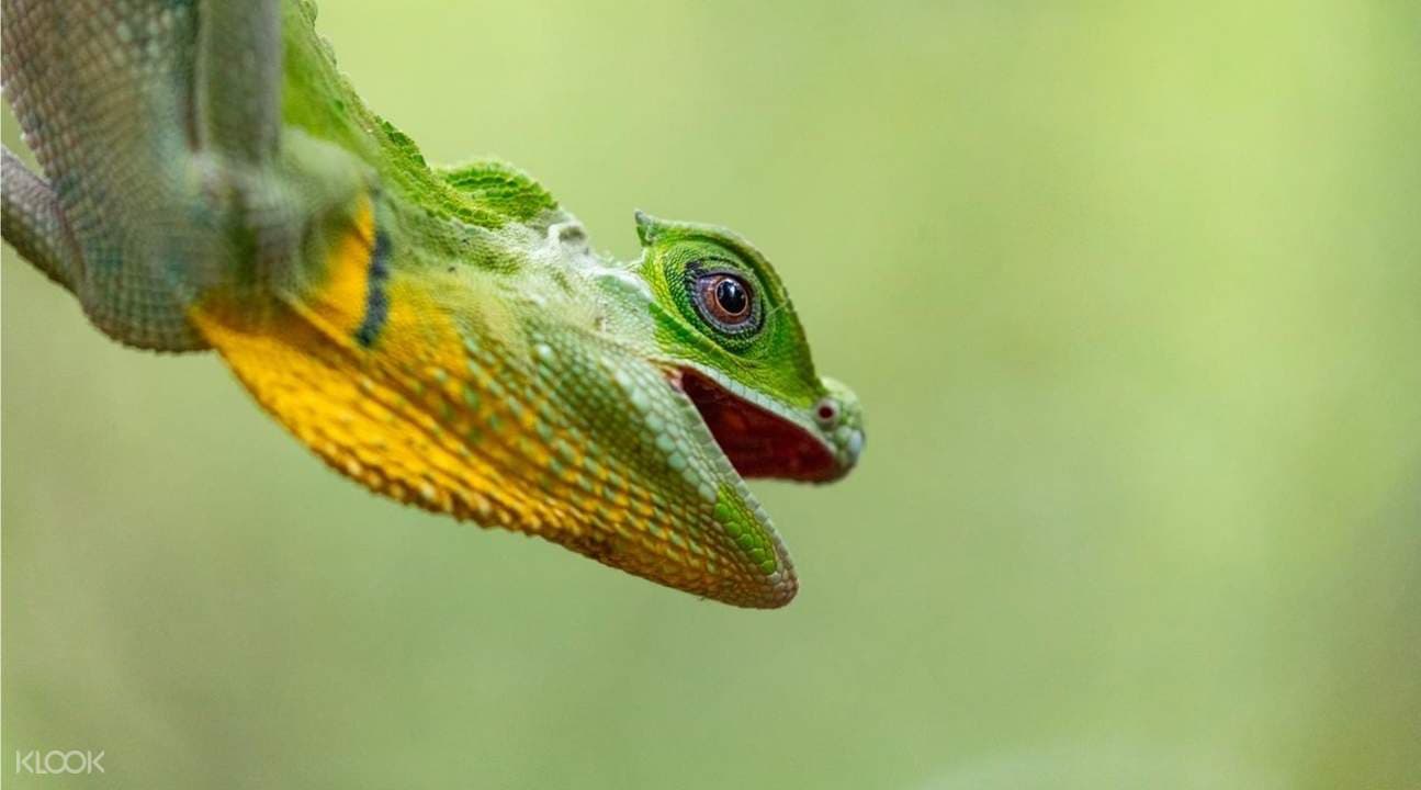 Sinharaja Forest Reserve Private Tour from Bentota