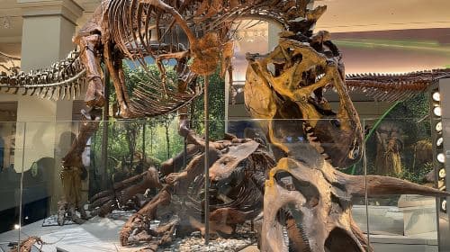 DC: Smithsonian Highlights Walking Tour with Air and Space