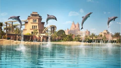 Atlantis Dolphin Meet & Greet Experience