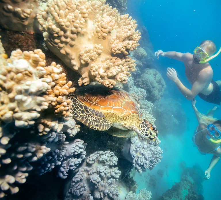 Cairns: Green Island Snorkelling or Glass Bottom Boat
