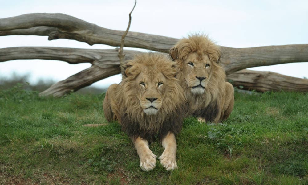 Melbourne Flexi Attraction Pass