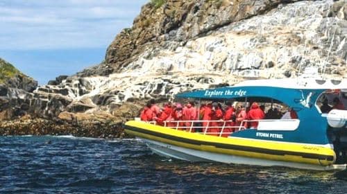 3-hour speedboating experience and day tour at Bruny Island, Tasmania Day Tours