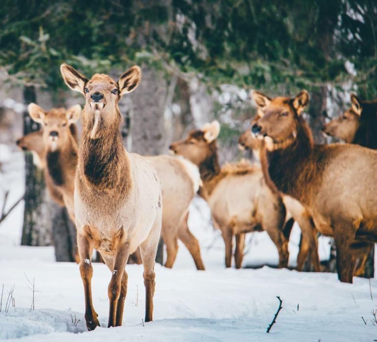 Saint Felicien: Admission to Zoo Sauvage