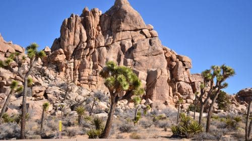 1-daagse tour naar Joshua Tree National Park + The Richard Nixon Library & Museum in Los Angeles, VS Dagtochten