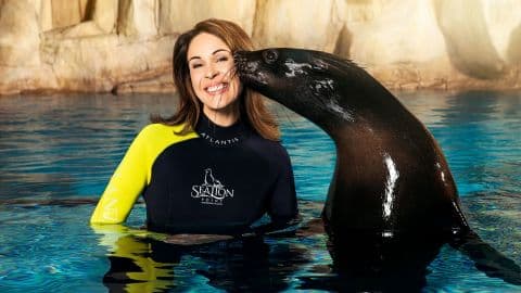 Atlantis Sea Lion Encounter