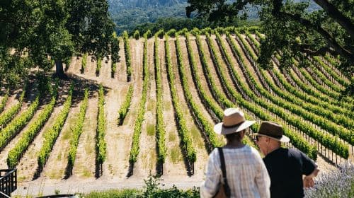 San Francisco: Napa and Sonoma Valley Wine Tour Day Tours