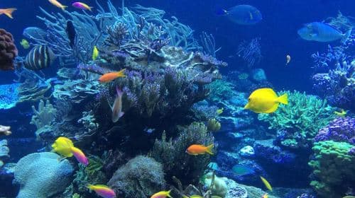 Key West Dolphin Watching + Snorkeling + Sunset Cruise Transport Passes