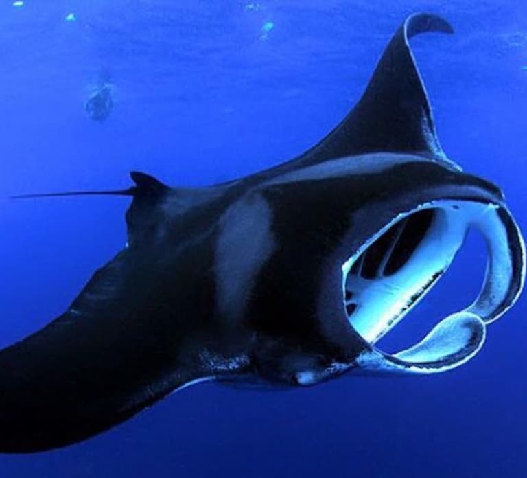 Kailua Kona: Night Manta Ray Adventure on the Big Island