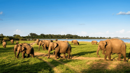 Sri Lanka Tour 5 Days 4 Nights