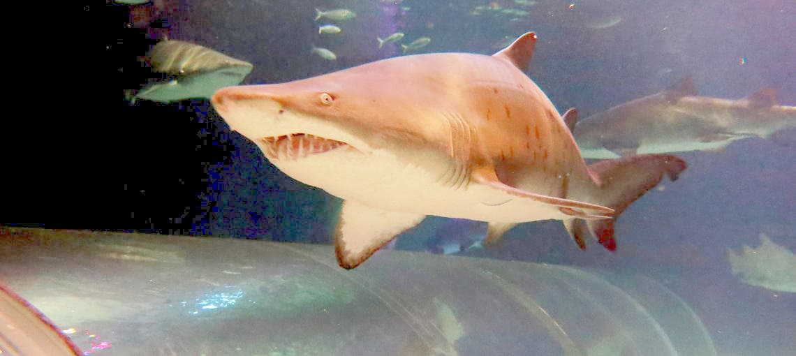 SEA LIFE Kelly Tarltons Aquarium and Auckland Zoo Package