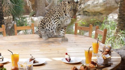 Emirates Park Zoo and Resort