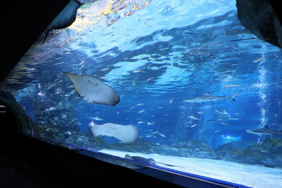 [Seul] Bilet wstępu ze zniżką do COEX Aquarium