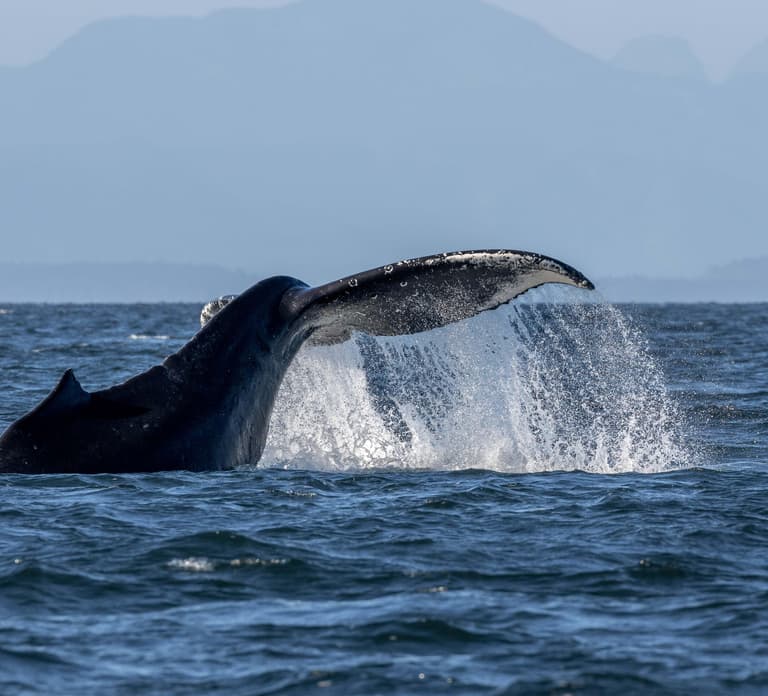 Nanaimo: Whale Watching Open Boat Tour