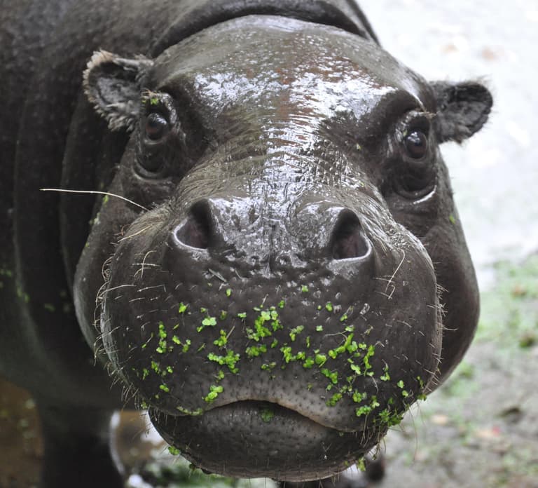 GaiaZOO Entry Ticket