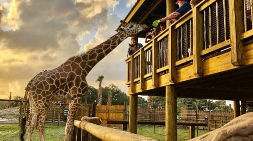 Wild Florida Airboats & Gator Park