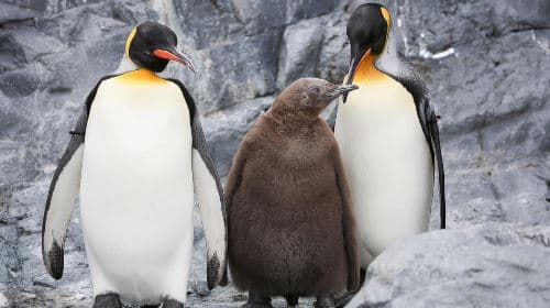 Jednodniowa wycieczka po Hokkaido, Japonia: Asahiyama Zoo / Wodospad Shirahige / Słynne drzewo w Biei / Wycieczki po Furano