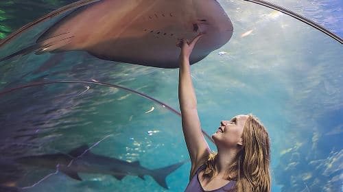 Dubai Aquarium and Underwater Zoo regular pass