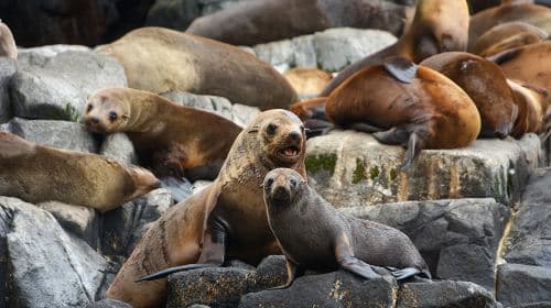 Hobart Bruny Island 1-day tour [3-hour speedboating | Optional meal included | English] Day Tours