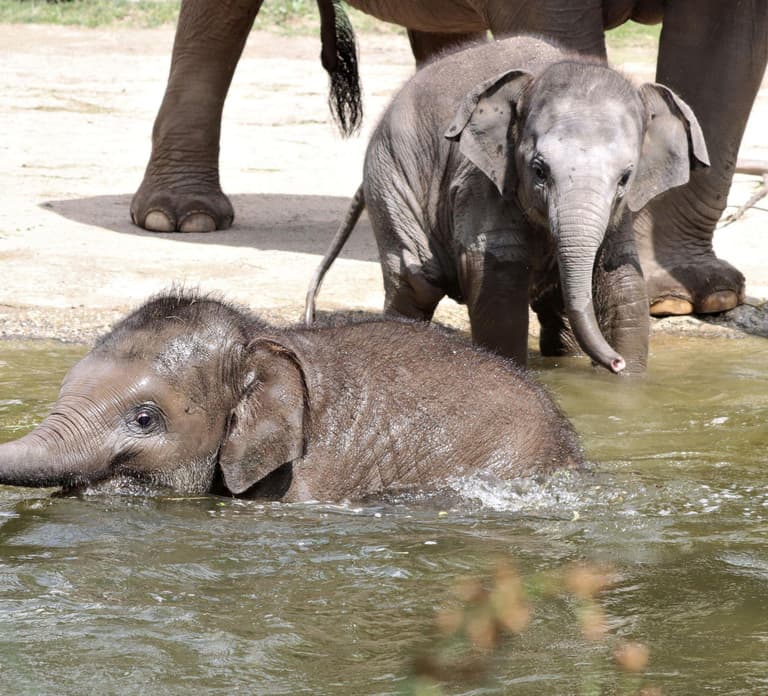 Leipzig Zoo: Entry Ticket