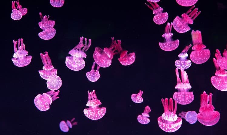 [Seoul] Lotte Aquarium Jamsil Discount Ticket