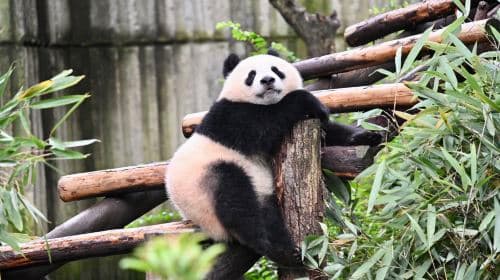 Chengdu Panda Park and Leshan Giant Buddha Daily Bus Tour with Tickets by CITS × ZANBUS