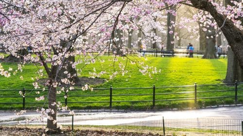 Central Park