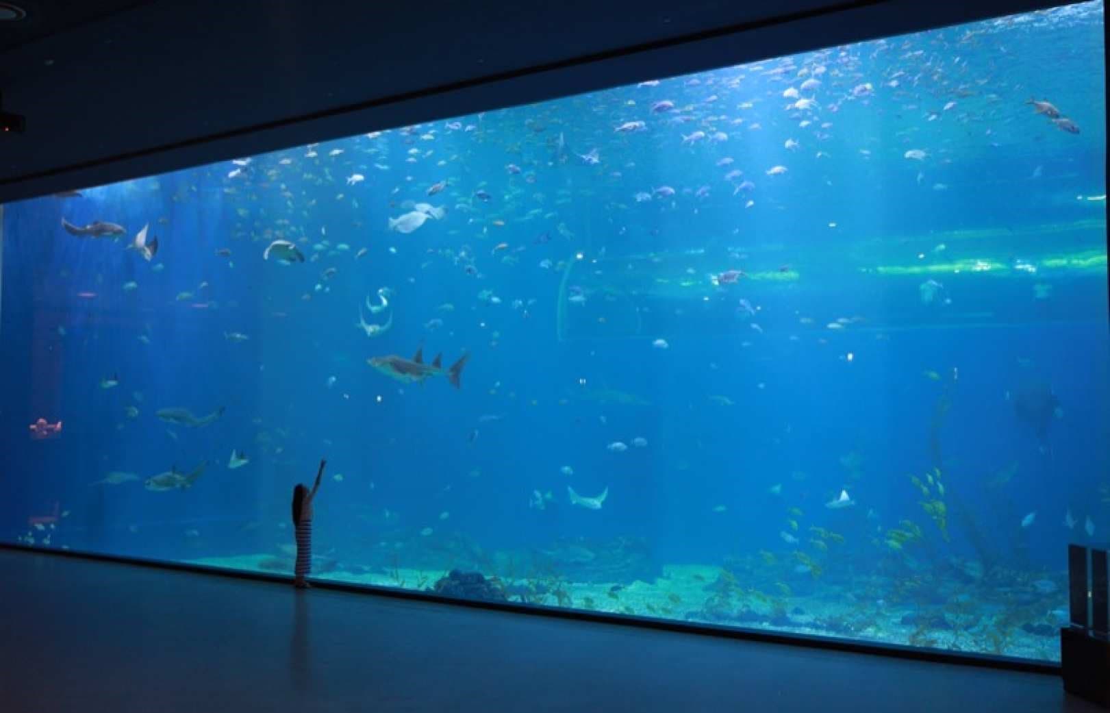 [Apenas para NÃO coreanos] Ingresso para o Aqua Planet Jeju